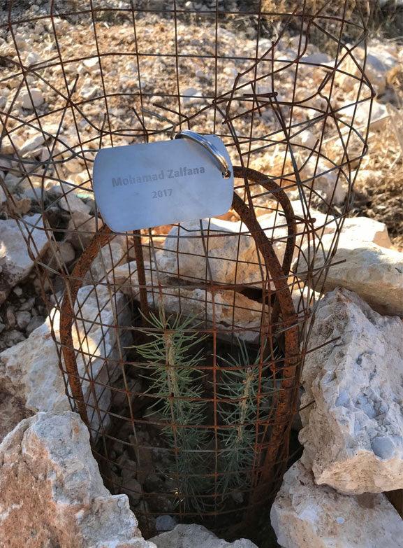 Adopt a Cedar