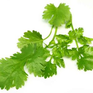 BioCham - Coriander Essential Oil