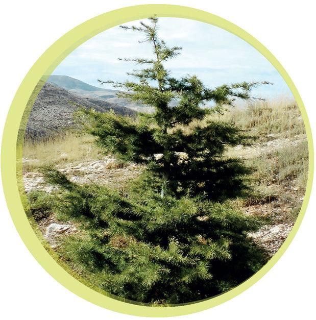 Adopt a Cedar