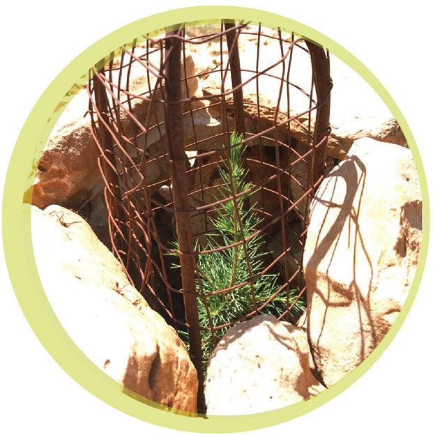 Adopt a Cedar